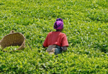 The Illusion of the Free Market: Why Cameroonian Agriculture requires a strategic State