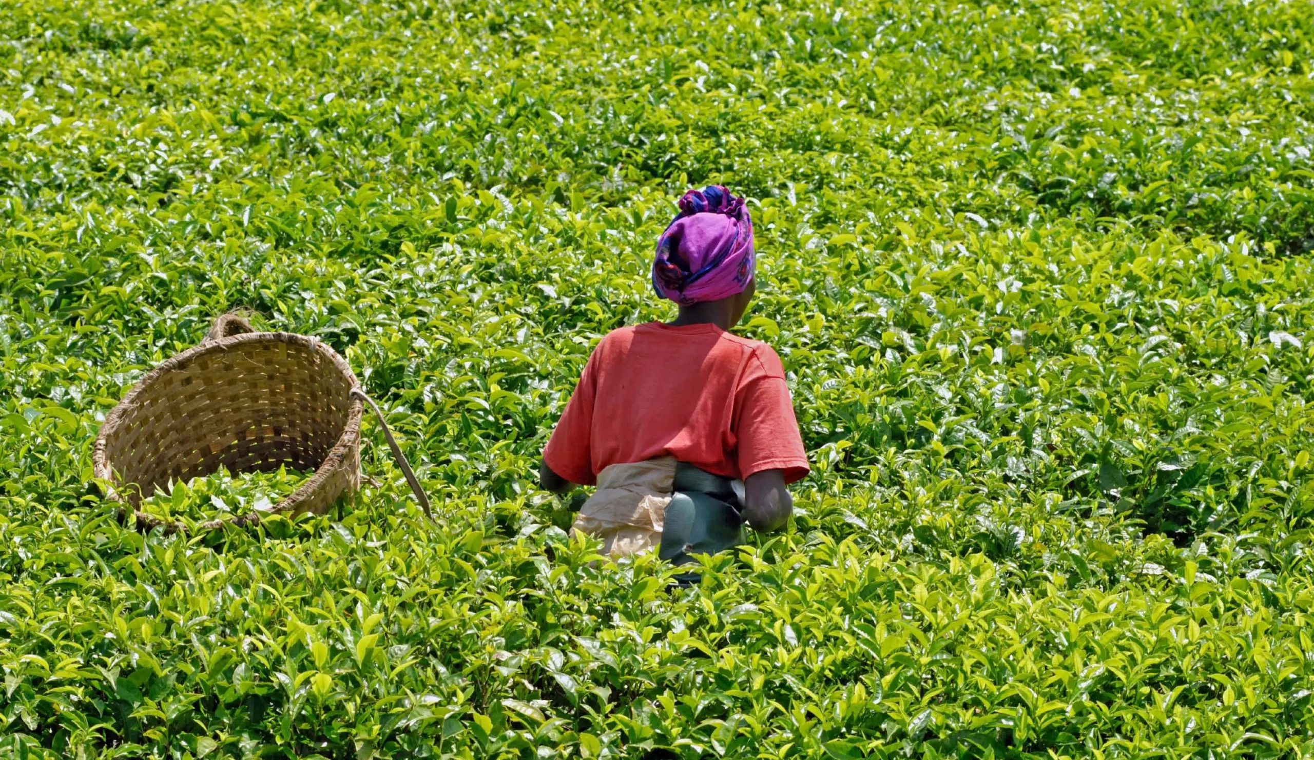 The Illusion of the Free Market: Why Cameroonian Agriculture requires a strategic State